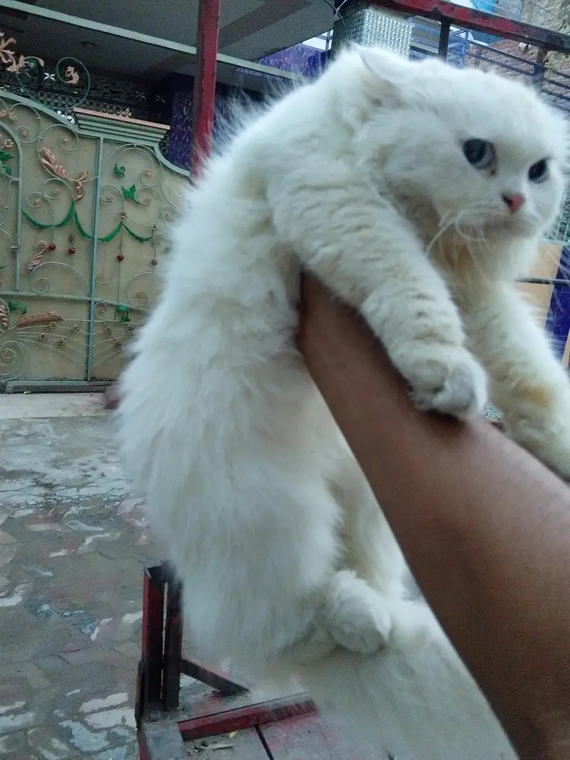 persion cat — photo 3
