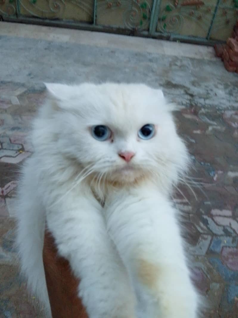 persion cat 3