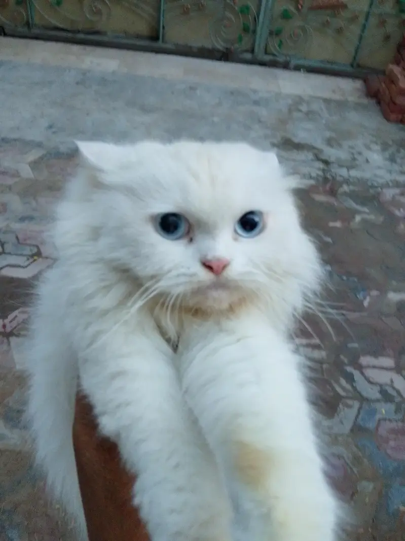 persion cat — photo 4