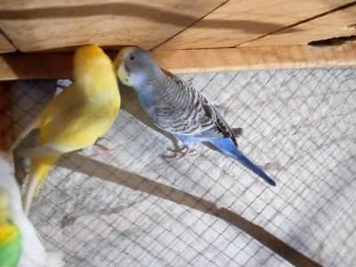breeder pair ha yellow Wala Red eyes ma ha