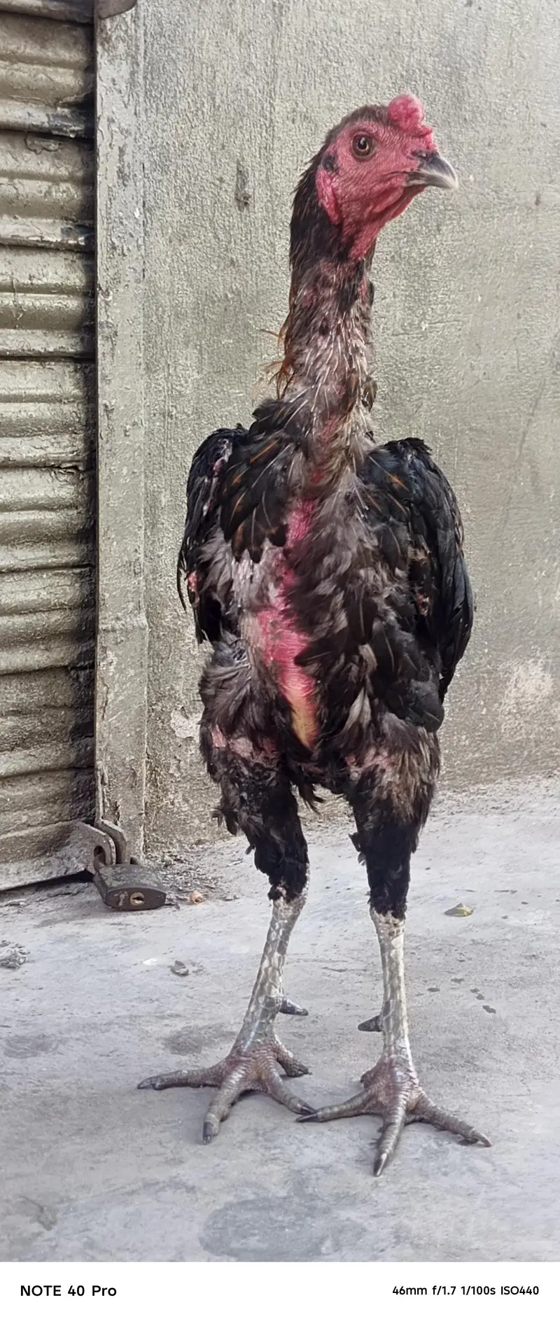 thai murga — photo 2