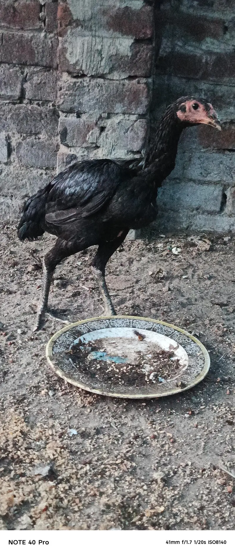thai murga — photo 5
