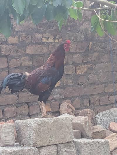 Pure Mushka Aseel Rooster - 8 Months Old - haripur pania