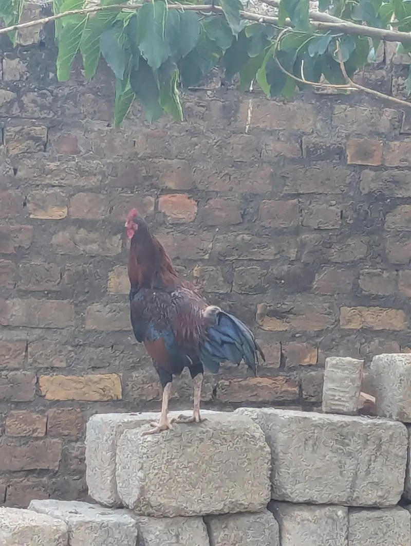 Pure Mushka Aseel Rooster - 8 Months Old - haripur pania — photo 2