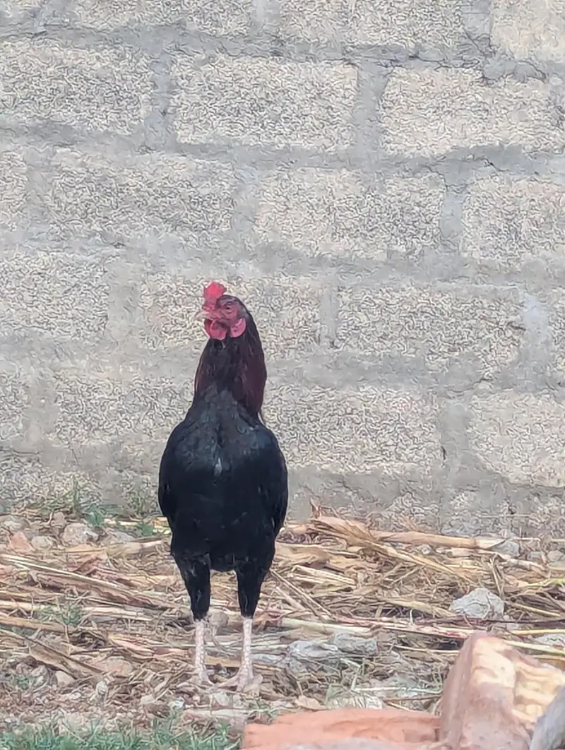 Pure Mushka Aseel Rooster - 8 Months Old - haripur pania — photo 3