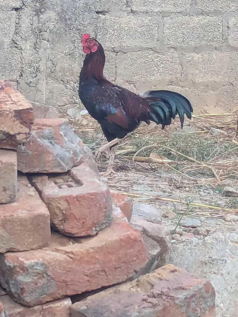 Pure Mushka Aseel Rooster - 8 Months Old - haripur pania — photo 4
