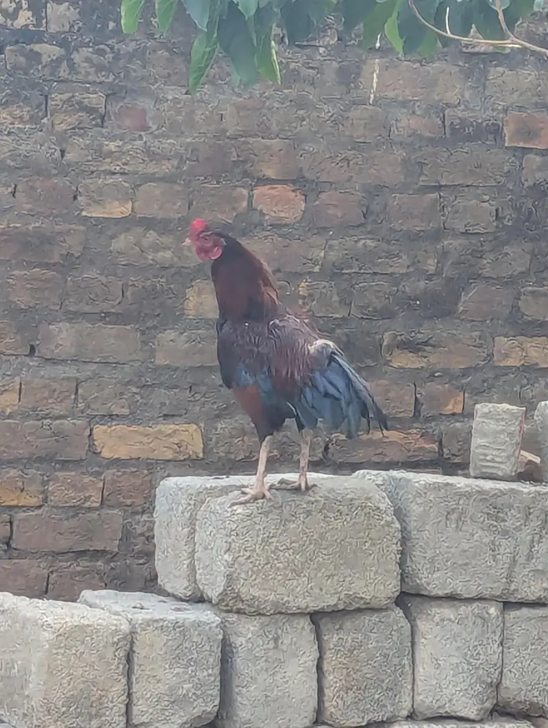 Pure Mushka Aseel Rooster - 8 Months Old - haripur pania — photo 5