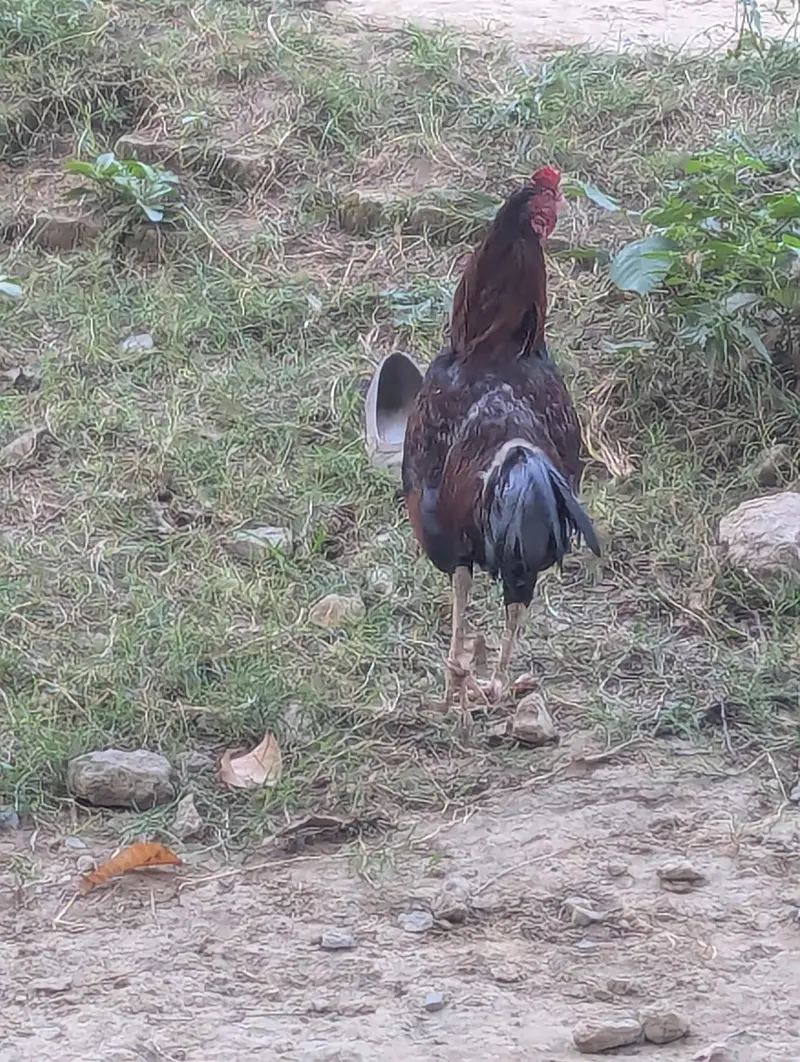 Pure Mushka Aseel Rooster - 8 Months Old - haripur pania — photo 6