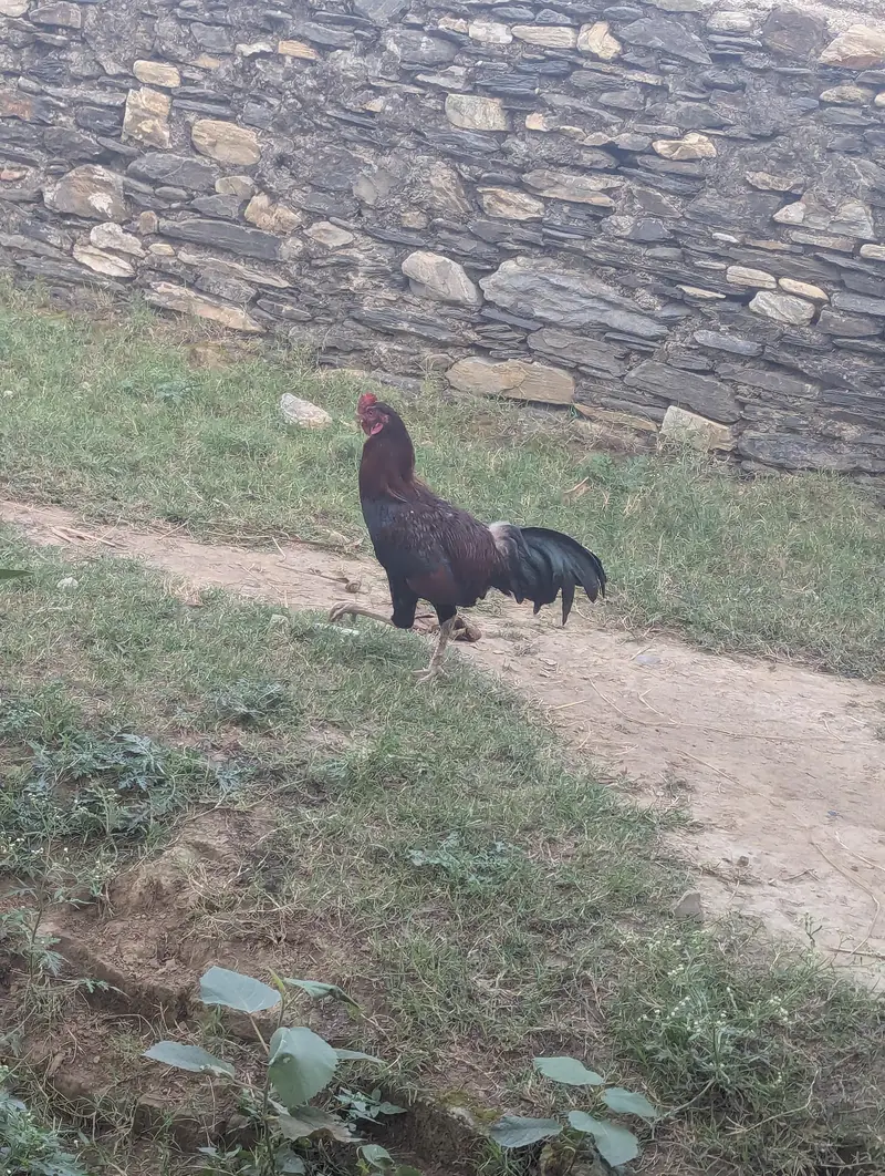 Pure Mushka Aseel Rooster - 8 Months Old - haripur pania — photo 7