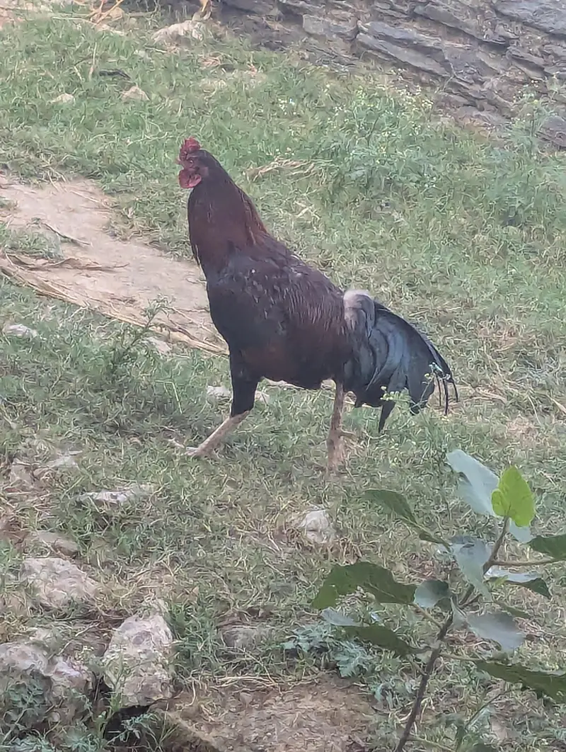 Pure Mushka Aseel Rooster - 8 Months Old - haripur pania — photo 8