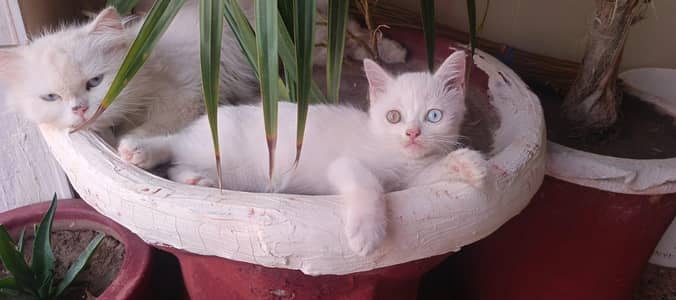Cute Persian Cates For Sail
