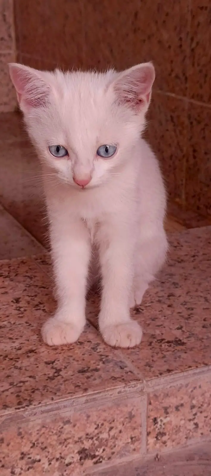 Cute Persian Cates For Sail — photo 3