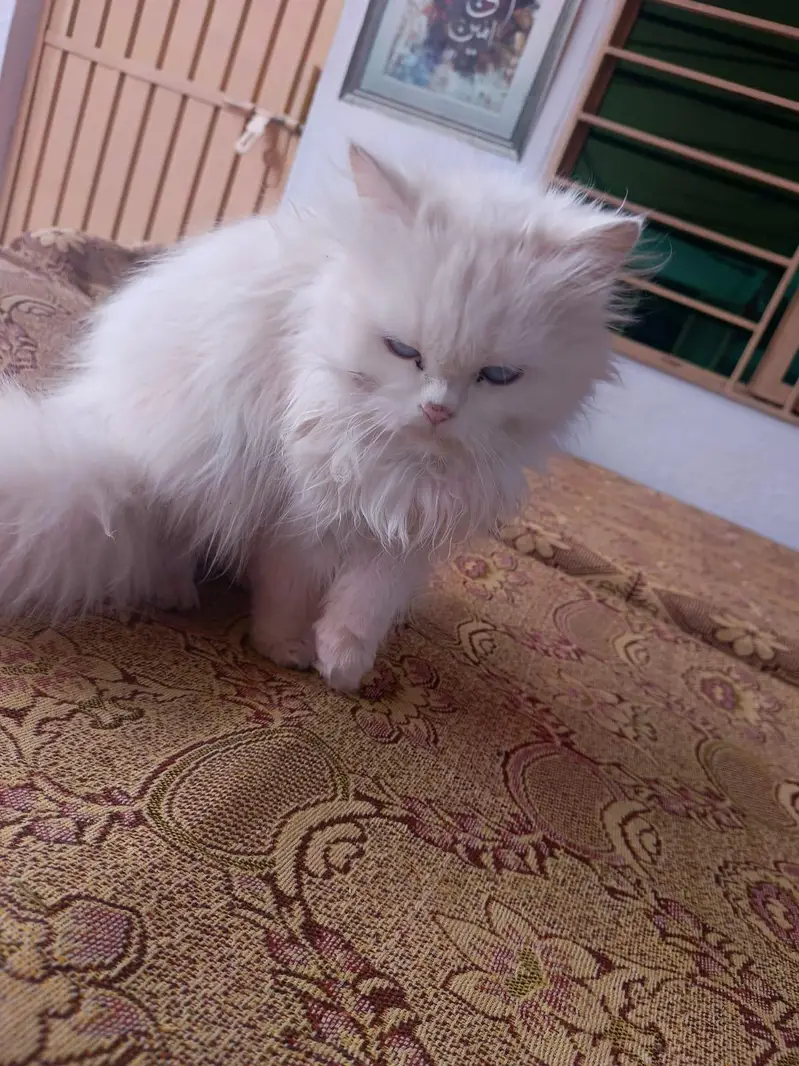 Cute Persian Cates For Sail — photo 5