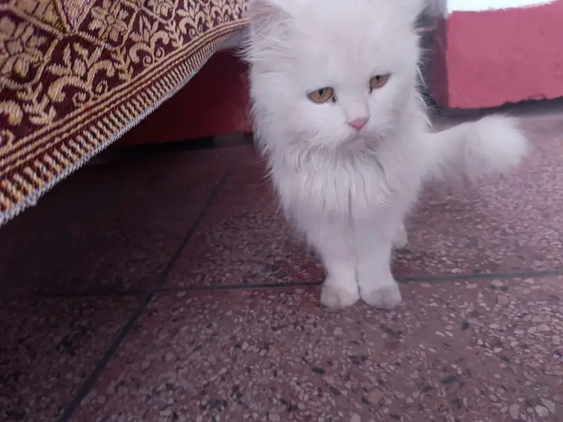 Cute Persian Cates For Sail — photo 6