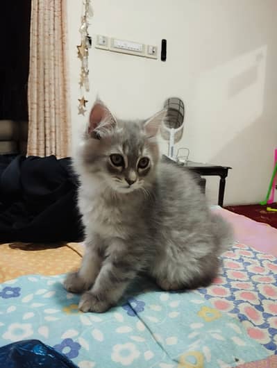 Persian Kitten for sale