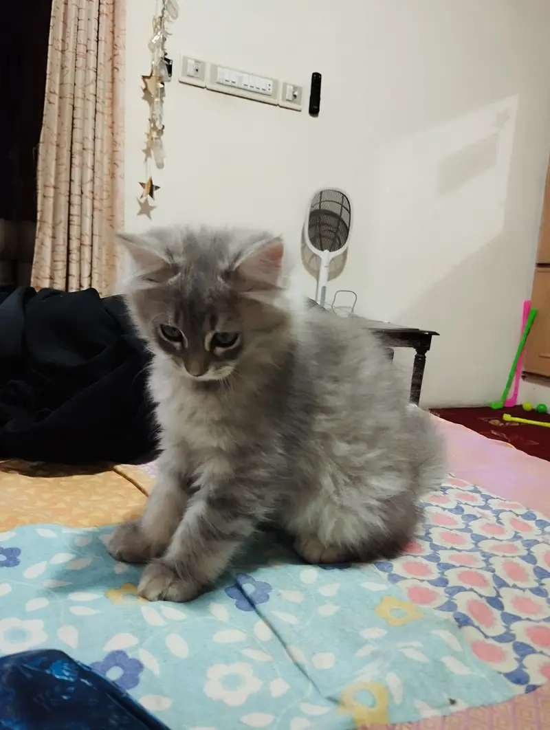 Persian Kitten for sale — photo 2