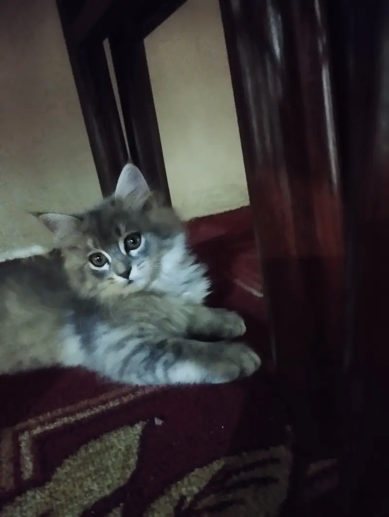 Persian Kitten for sale — photo 3
