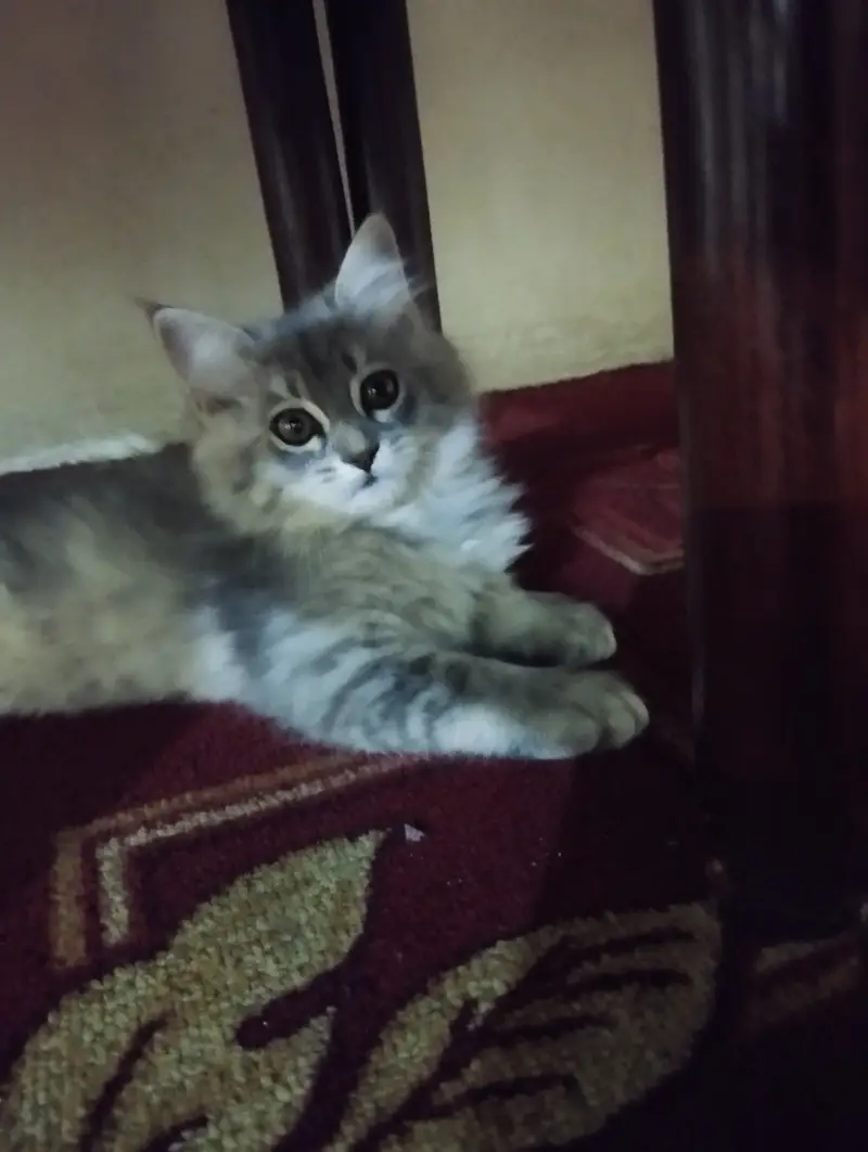 Persian Kitten for sale — photo 4
