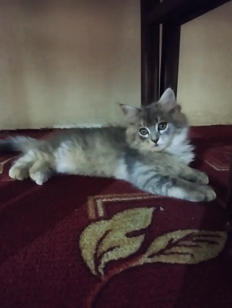 Persian Kitten for sale — photo 5