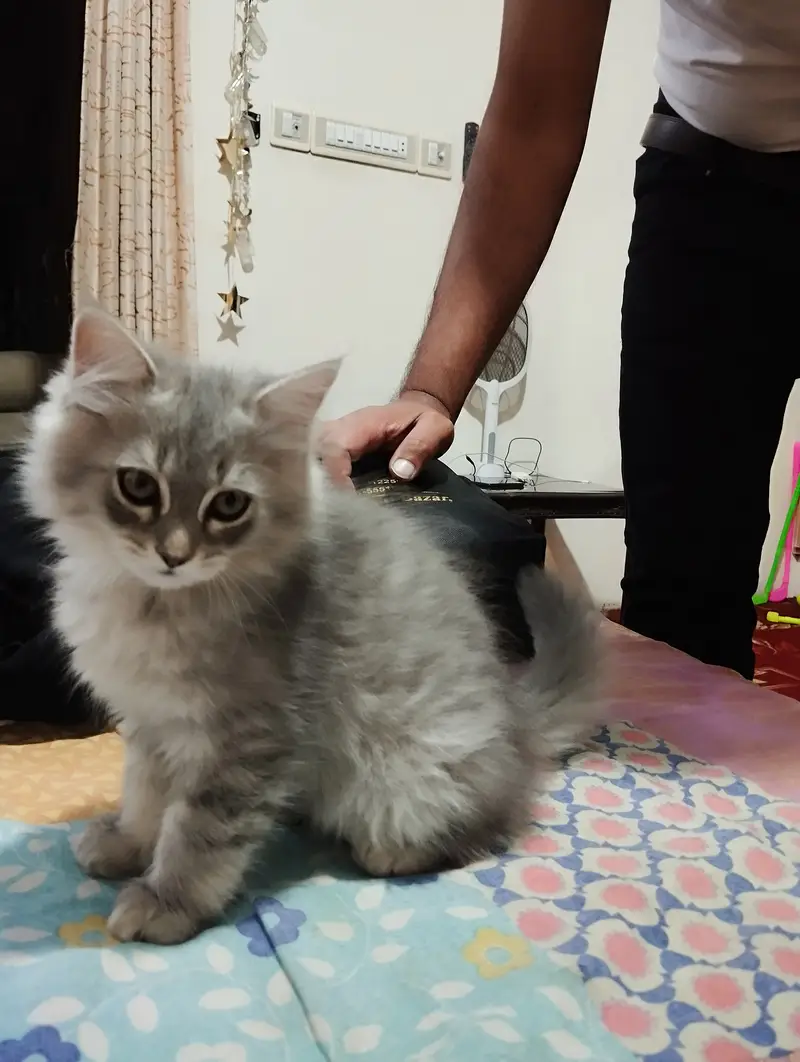 Persian Kitten for sale — photo 6