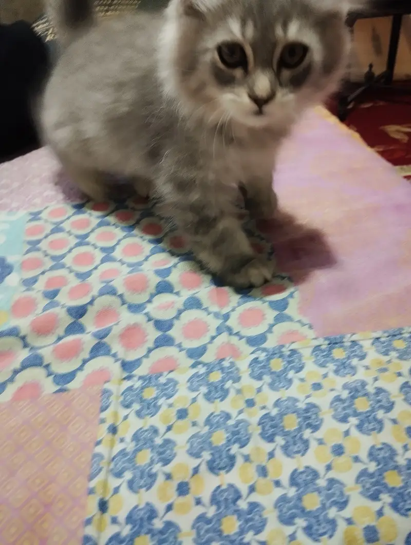 Persian Kitten for sale — photo 7