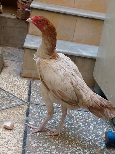 aseel Sindhi hen for sale
