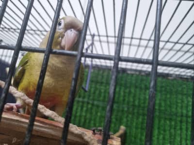 conure for sale pineapple conure fly and hand tamed