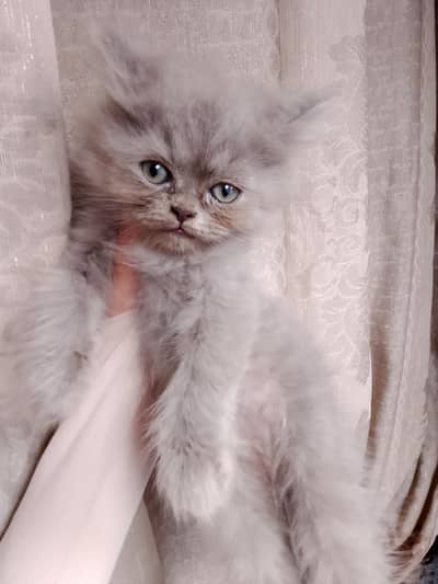 persian Semi punch male kitten