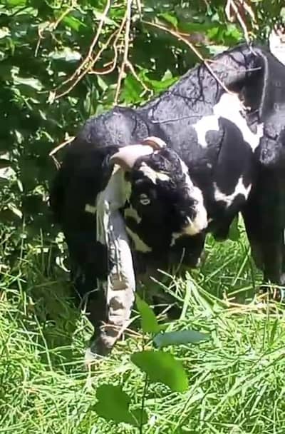 Ghbn bakri just 199000