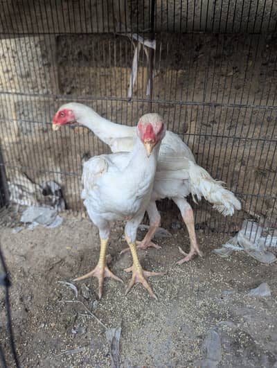 Shamo chicken pair for sale