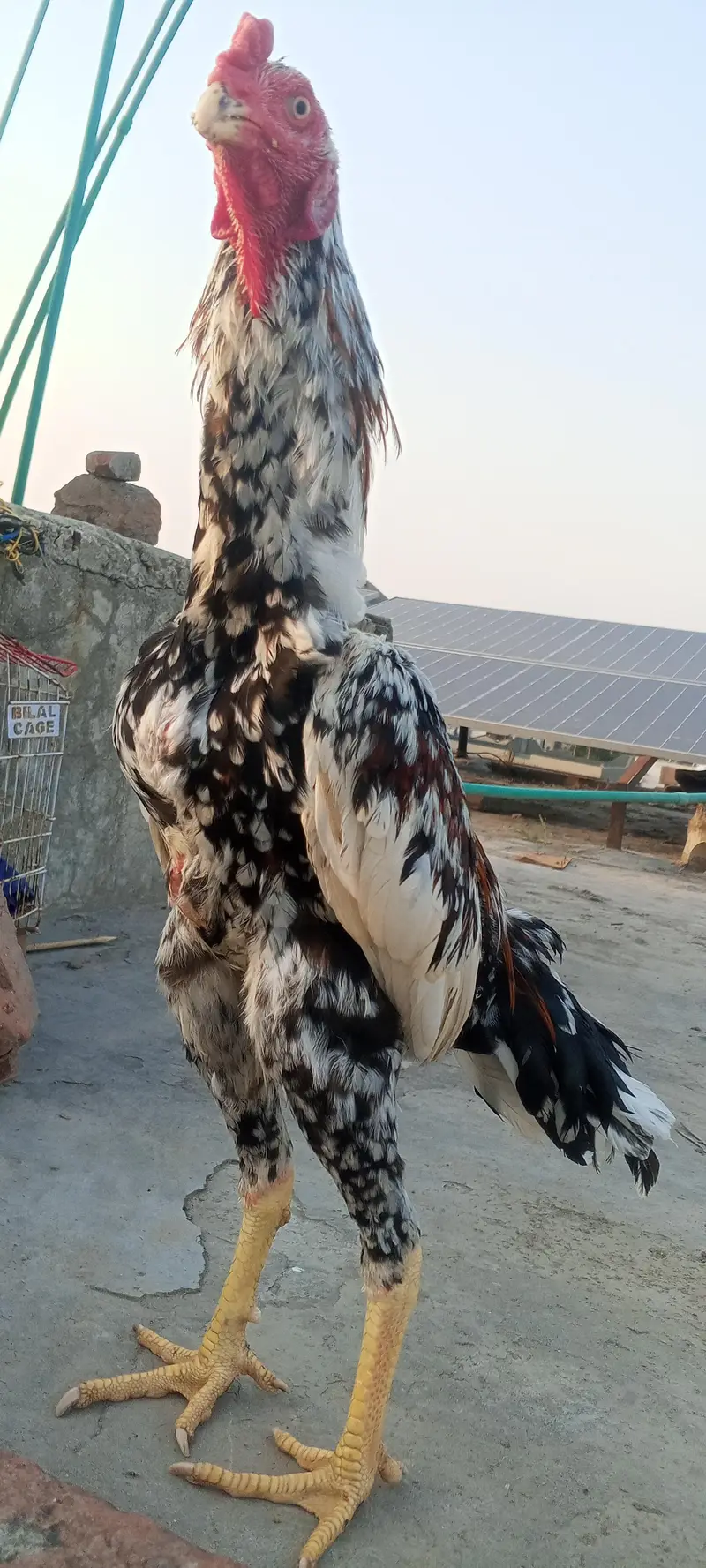 Top Quality Aseel Patha Kamaliya x Japanese Shamo Heighted 03098573144 — photo 2