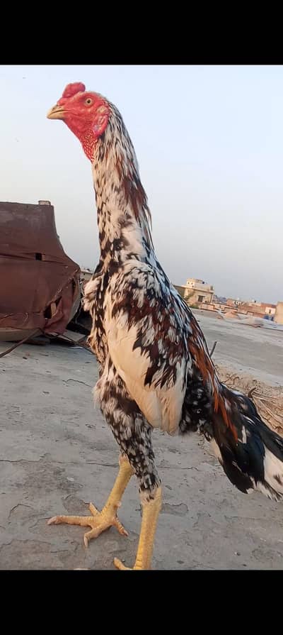Top Quality Aseel Patha Kamaliya x Japanese Shamo Heighted 03098573144