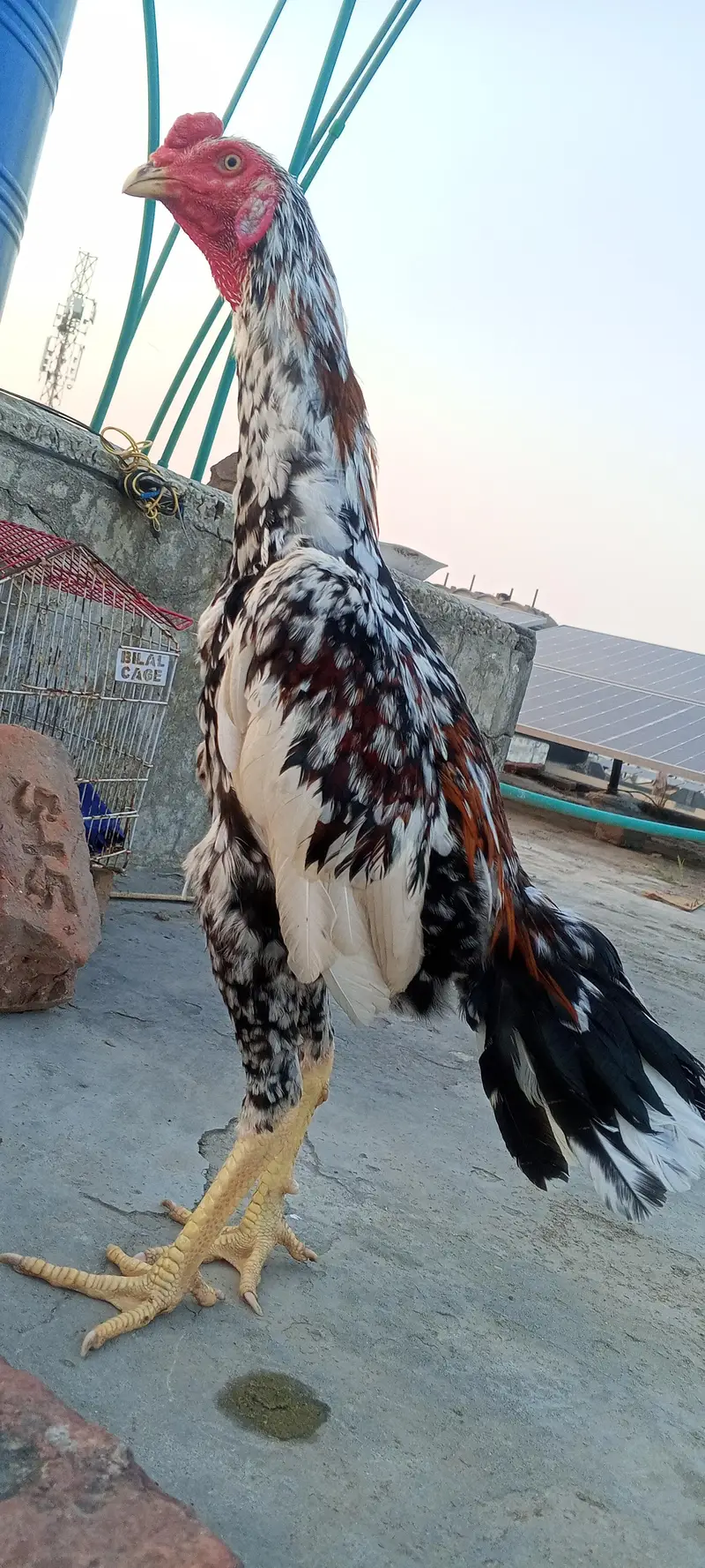 Top Quality Aseel Patha Kamaliya x Japanese Shamo Heighted 03098573144 — photo 4