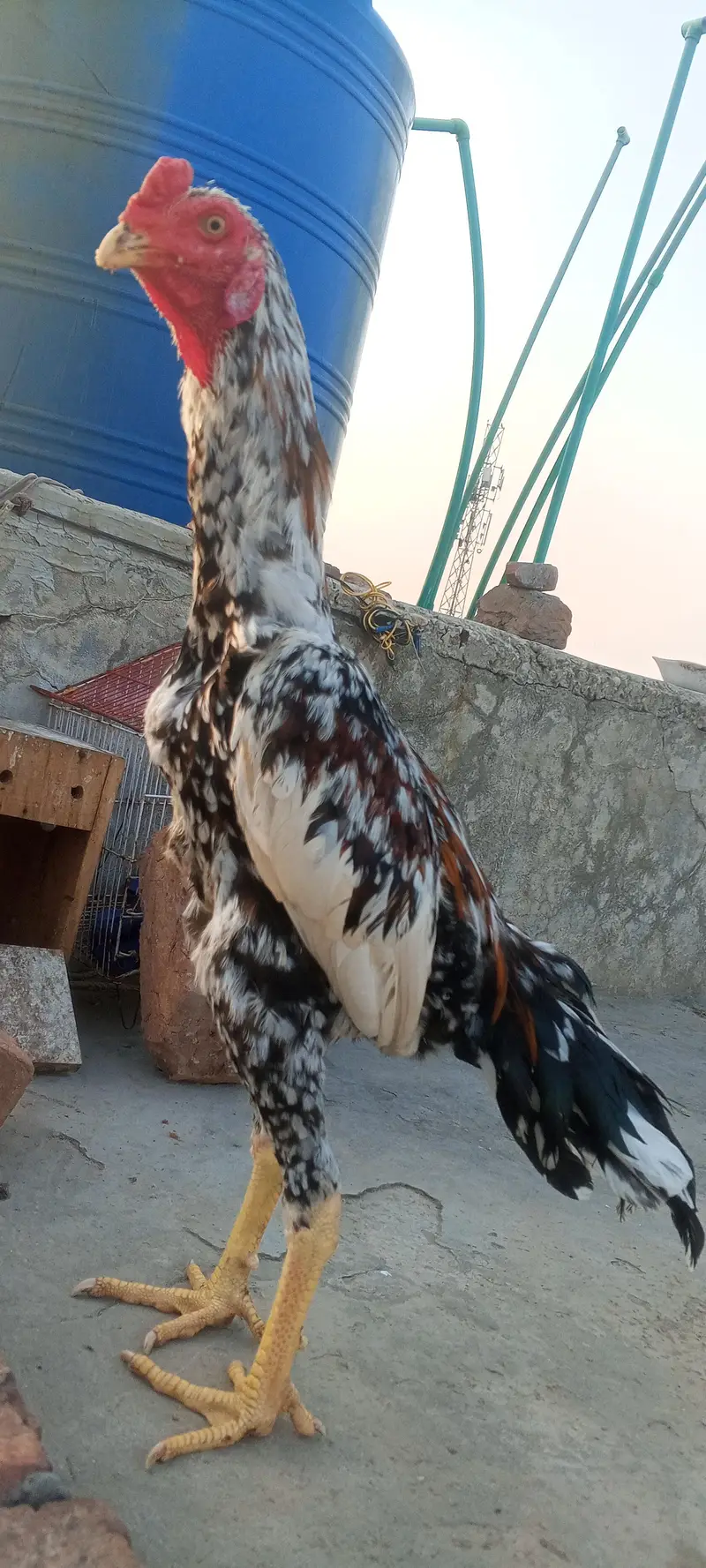 Top Quality Aseel Patha Kamaliya x Japanese Shamo Heighted 03098573144 — photo 5