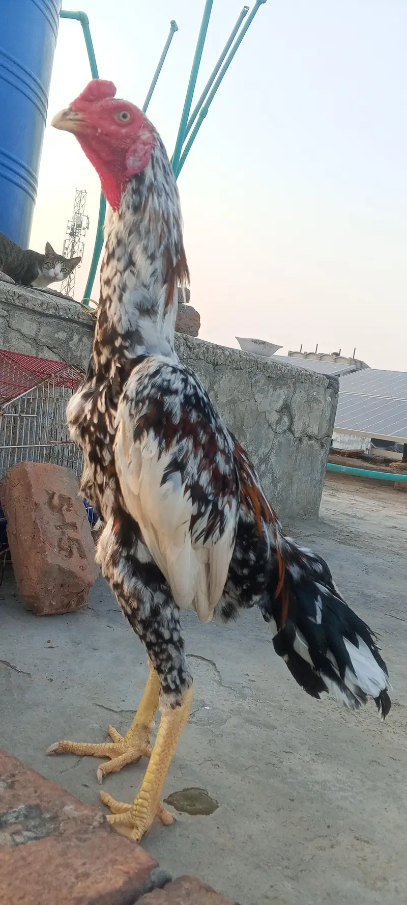 Top Quality Aseel Patha Kamaliya x Japanese Shamo Heighted 03098573144 — photo 6