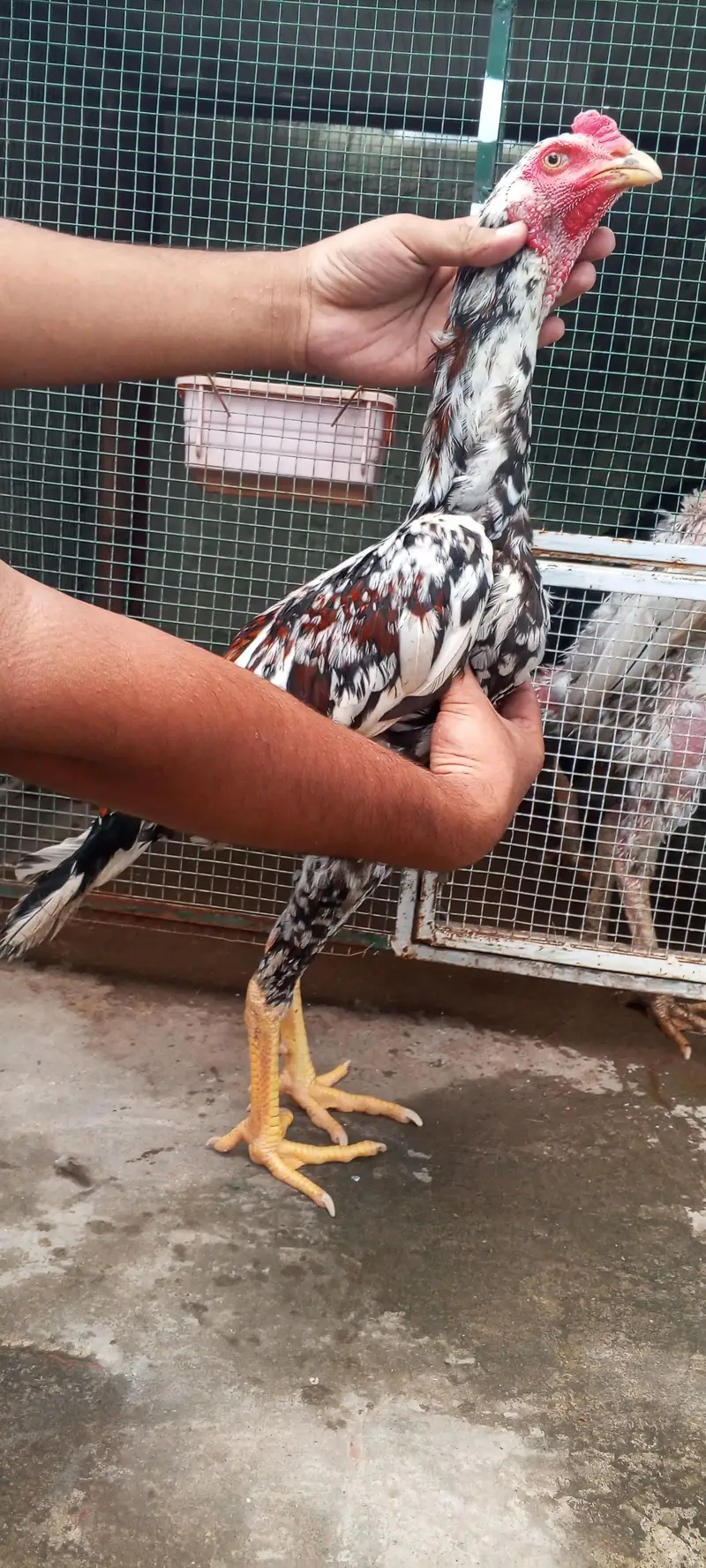 Top Quality Aseel Patha Kamaliya x Japanese Shamo Heighted 03098573144 — photo 8
