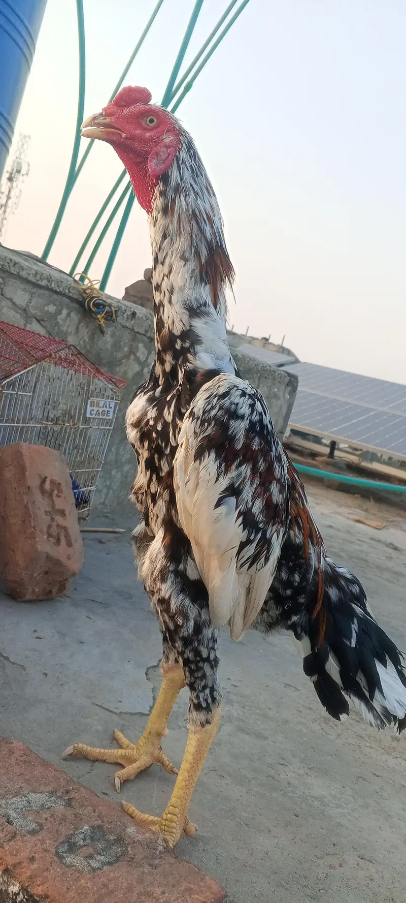 Top Quality Aseel Patha Kamaliya x Japanese Shamo Heighted 03098573144 — photo 9