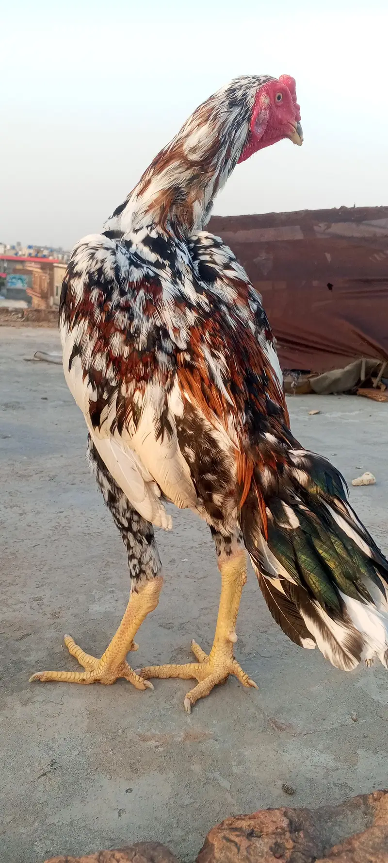 Top Quality Aseel Patha Kamaliya x Japanese Shamo Heighted 03098573144 — photo 10