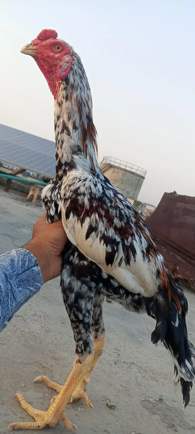 Top Quality Aseel Patha Kamaliya x Japanese Shamo Heighted 03098573144 — photo 11