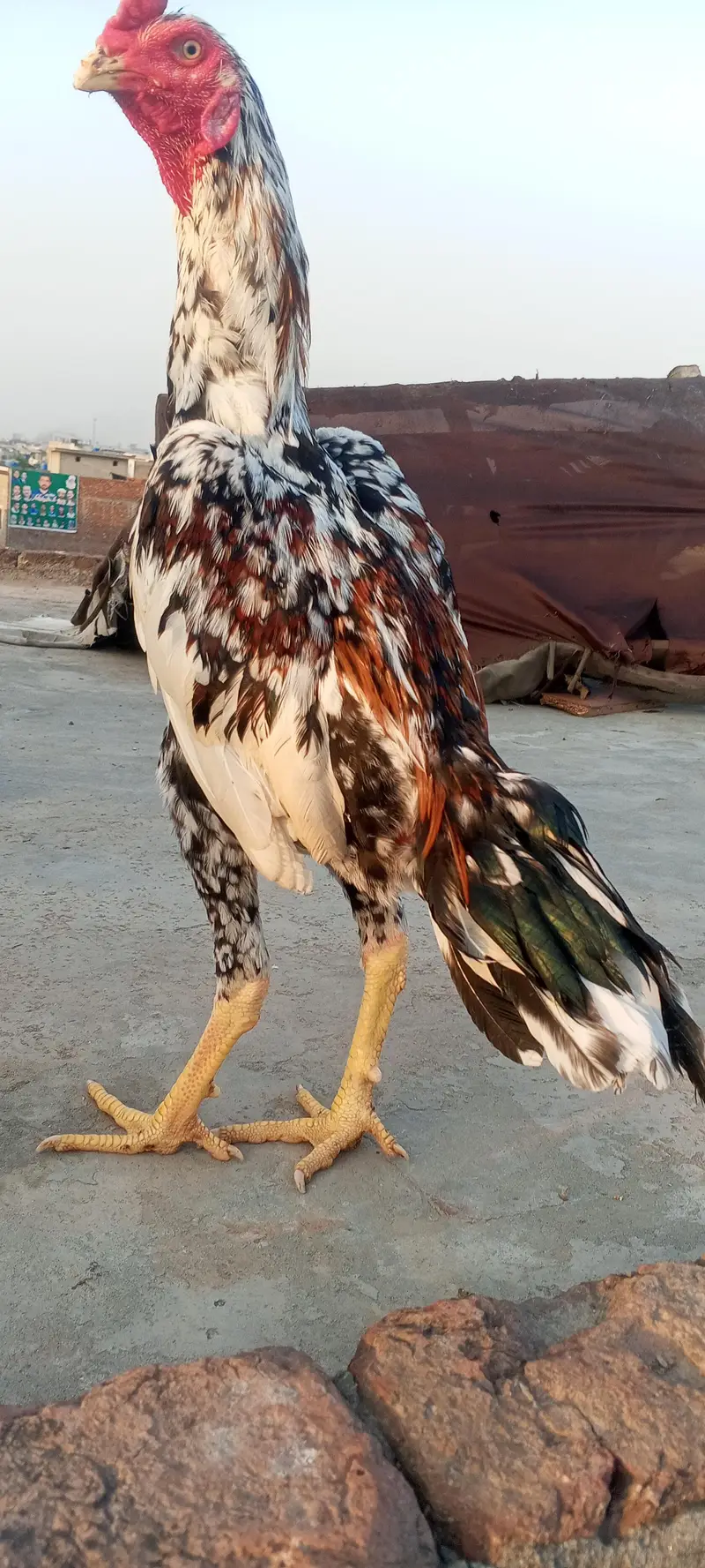Top Quality Aseel Patha Kamaliya x Japanese Shamo Heighted 03098573144 — photo 12