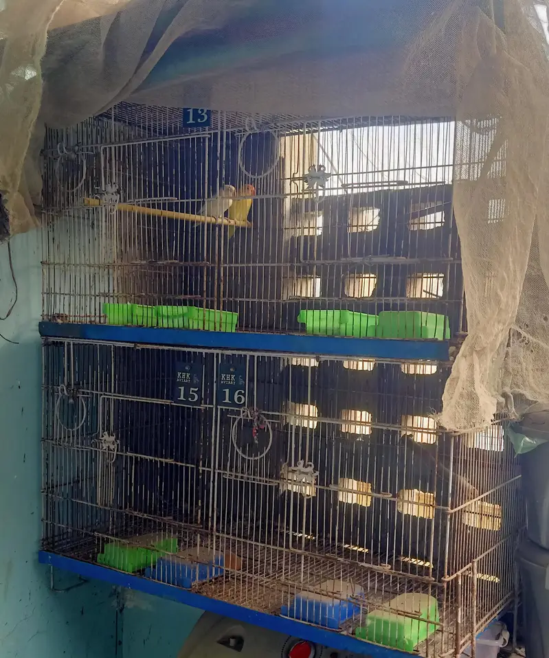 8 Portion Folding Cage