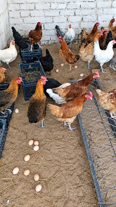 eggs laying hens| anday wali murgi |desi hens | golden misri hens