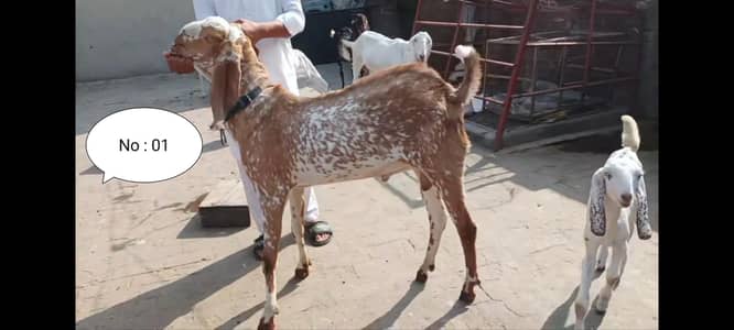 breeder bakre or bakriyan + kids for sale