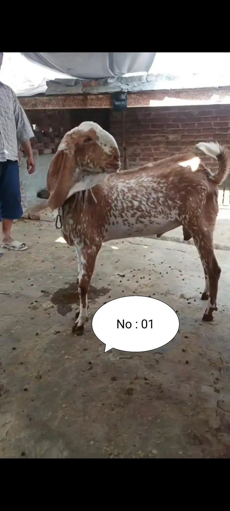 Breeder bakre or bakriyan + kids for sale — photo 2