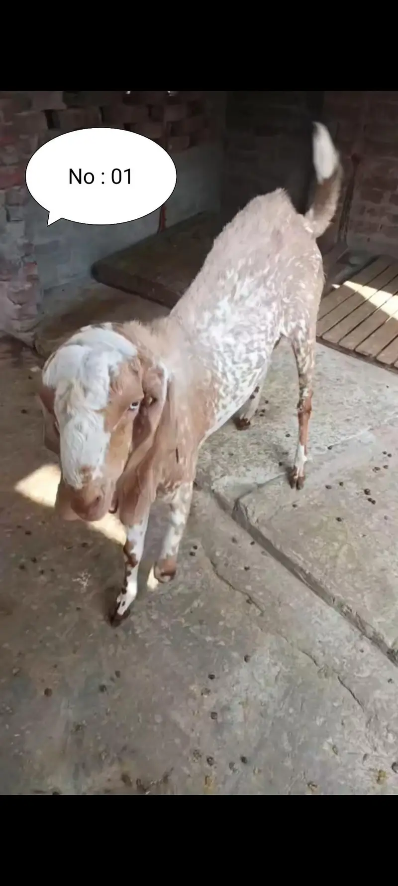 Breeder bakre or bakriyan + kids for sale — photo 3