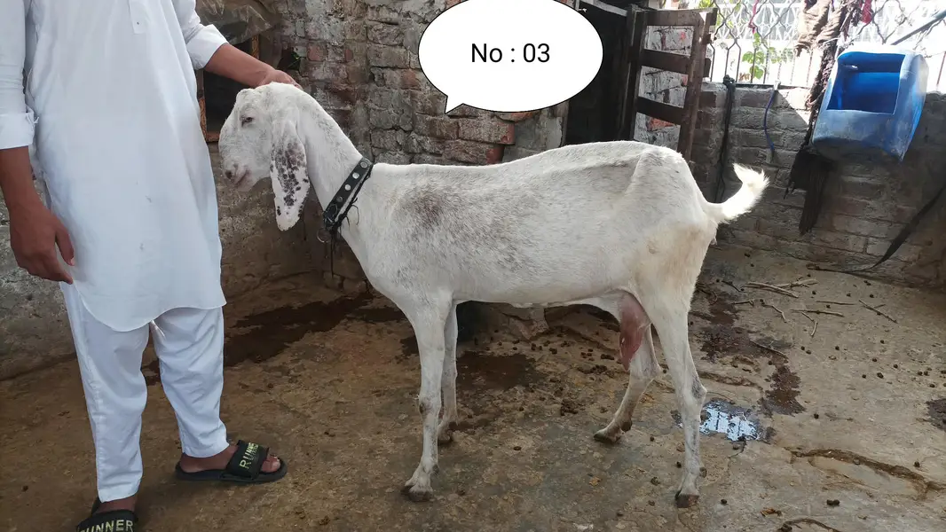 Breeder bakre or bakriyan + kids for sale — photo 7