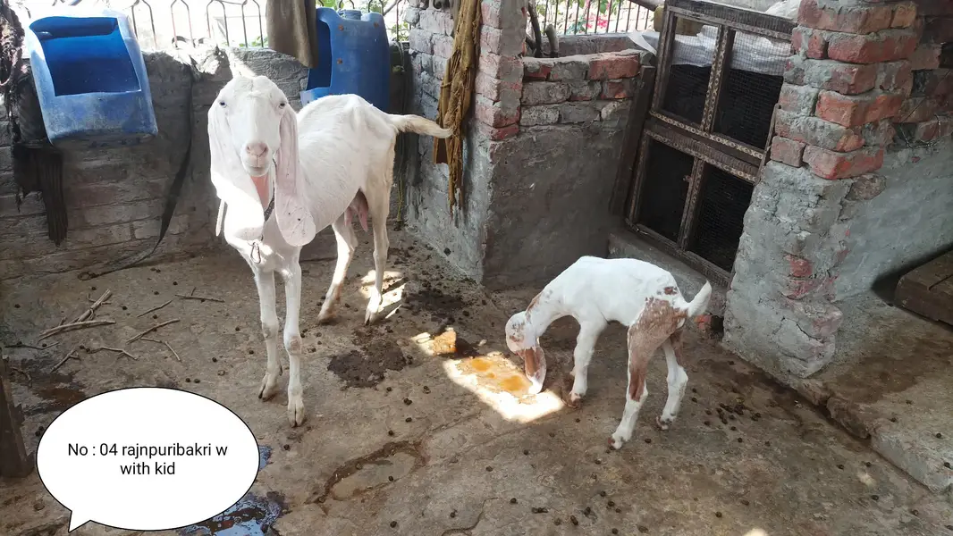 Breeder bakre or bakriyan + kids for sale — photo 9
