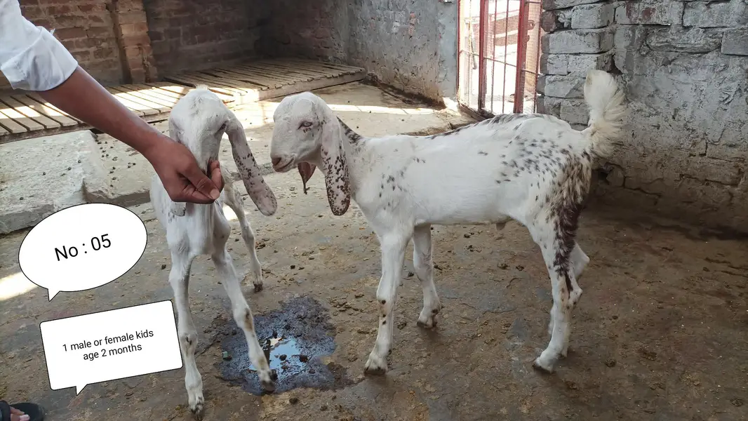 Breeder bakre or bakriyan + kids for sale — photo 12