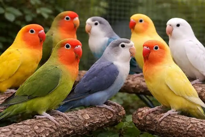 Lovebirds Breader pairs Available — photo 2