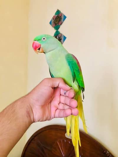 raw parrot female full hand tame and talking